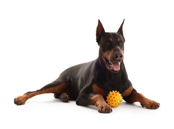 Photo of Adorable Doberman with toy on white background. Domestic pet