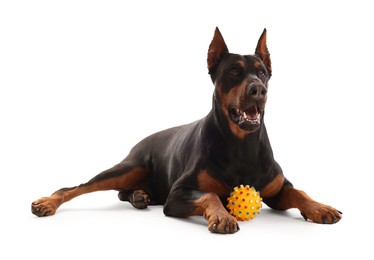 Photo of Adorable Doberman with toy on white background. Domestic pet