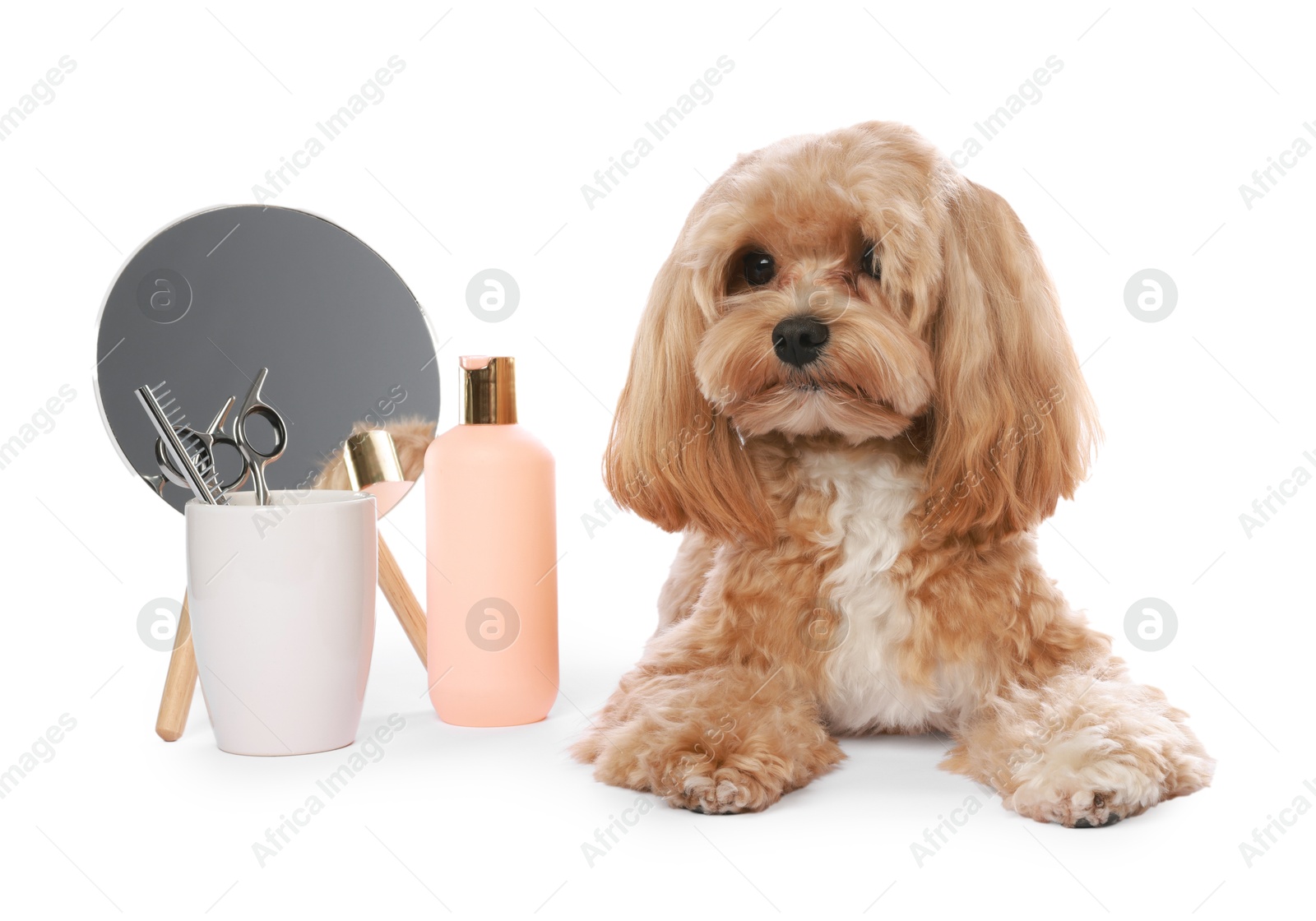 Photo of Cute dog and grooming tools on white background