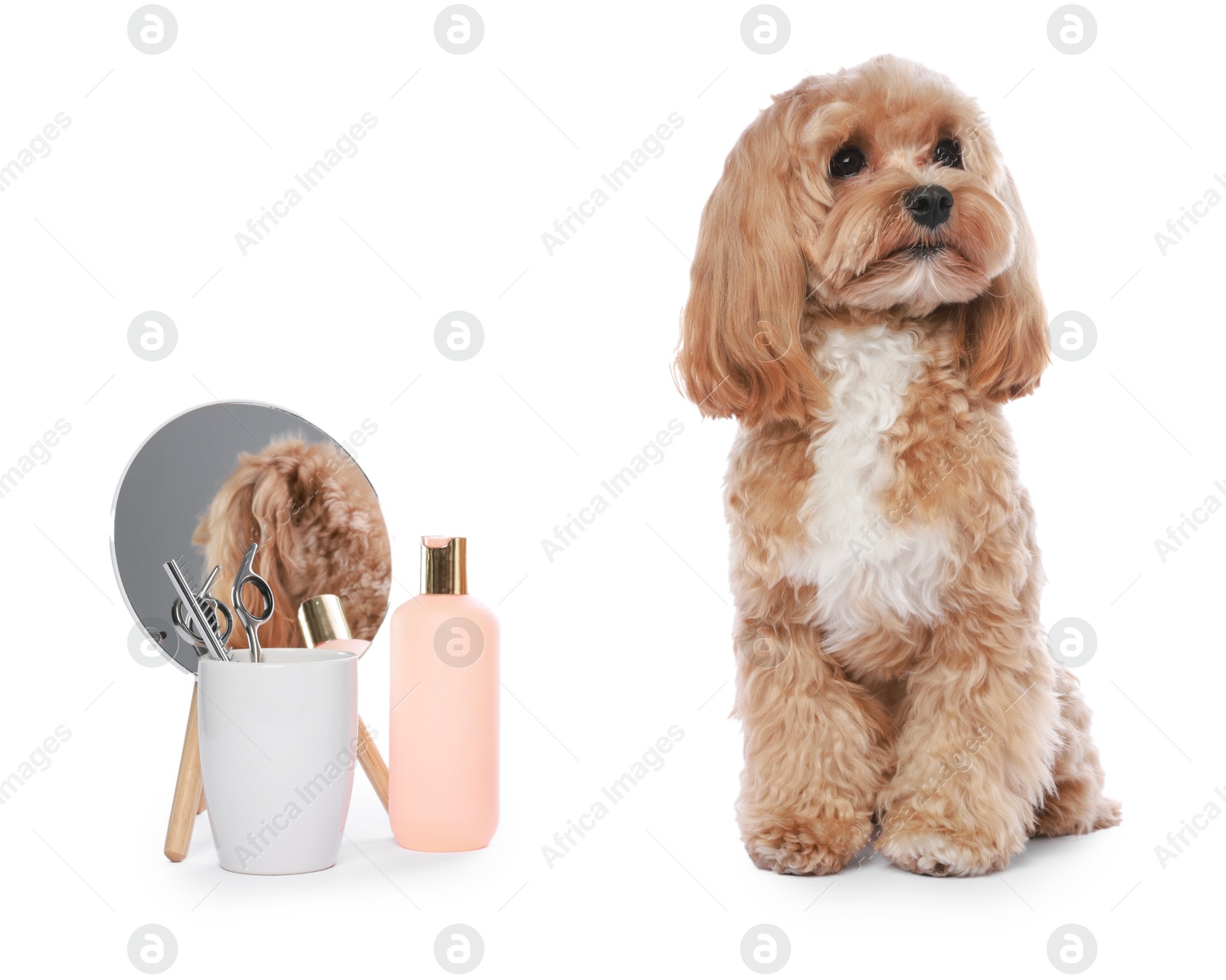 Photo of Cute dog and grooming tools on white background