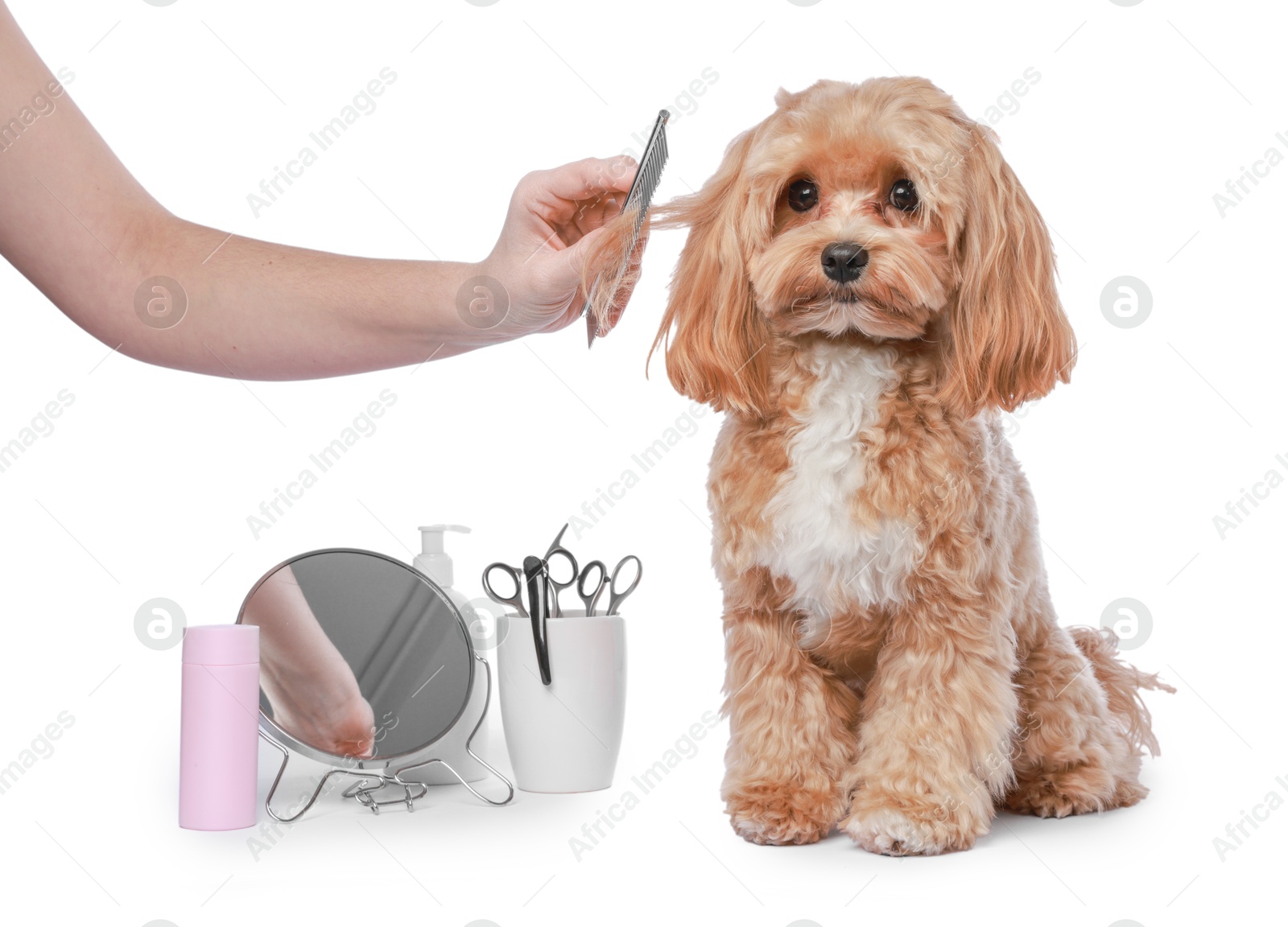 Photo of Woman brushing cute dog with comb on white background, closeup. Pet grooming