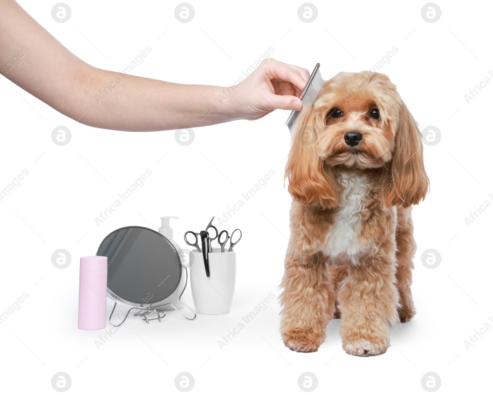 Photo of Woman brushing cute dog with comb on white background, closeup. Pet grooming