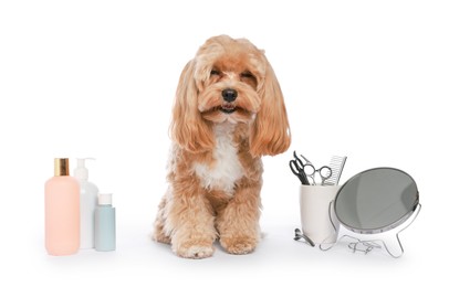 Photo of Cute dog and grooming tools on white background