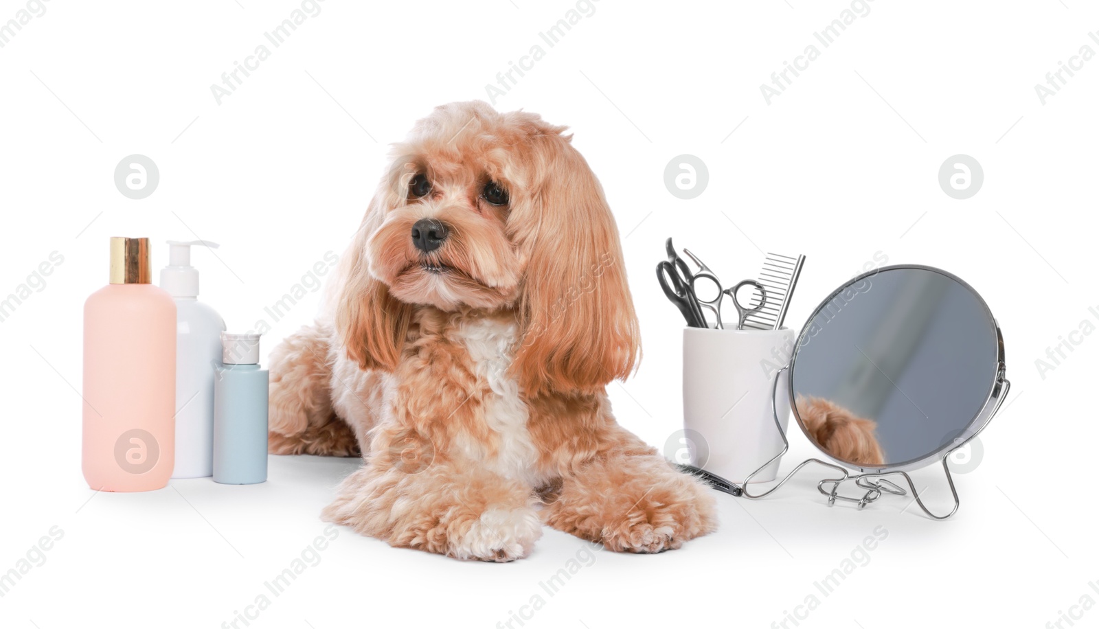 Photo of Cute dog and grooming tools on white background