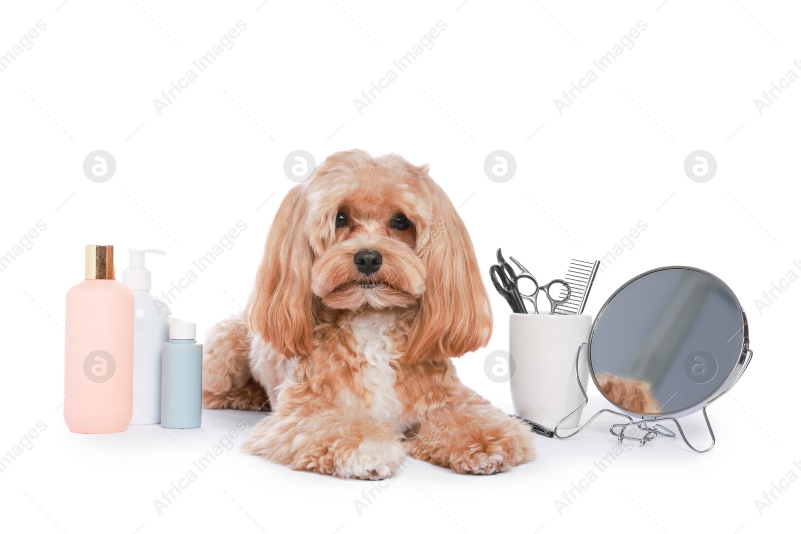 Photo of Cute dog and grooming tools on white background