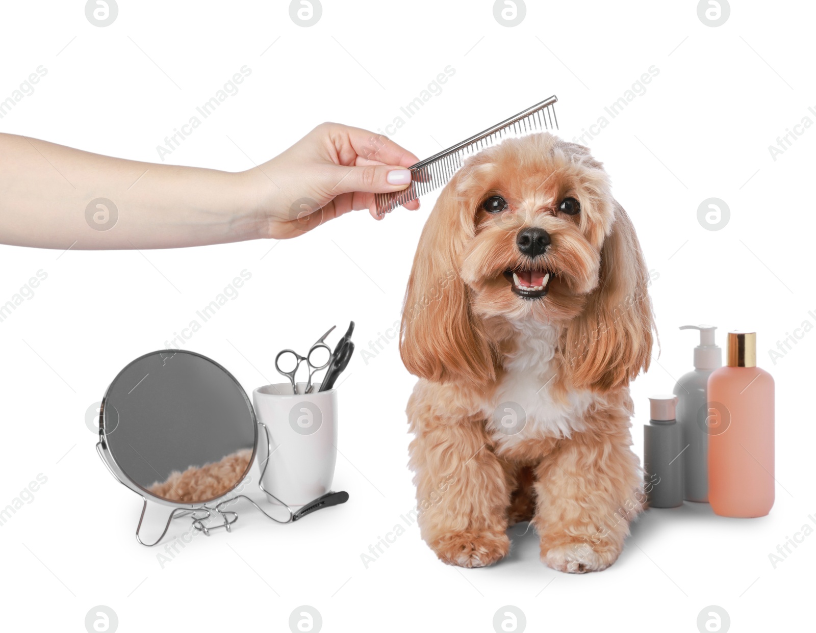 Photo of Woman brushing cute dog with comb on white background, closeup. Pet grooming