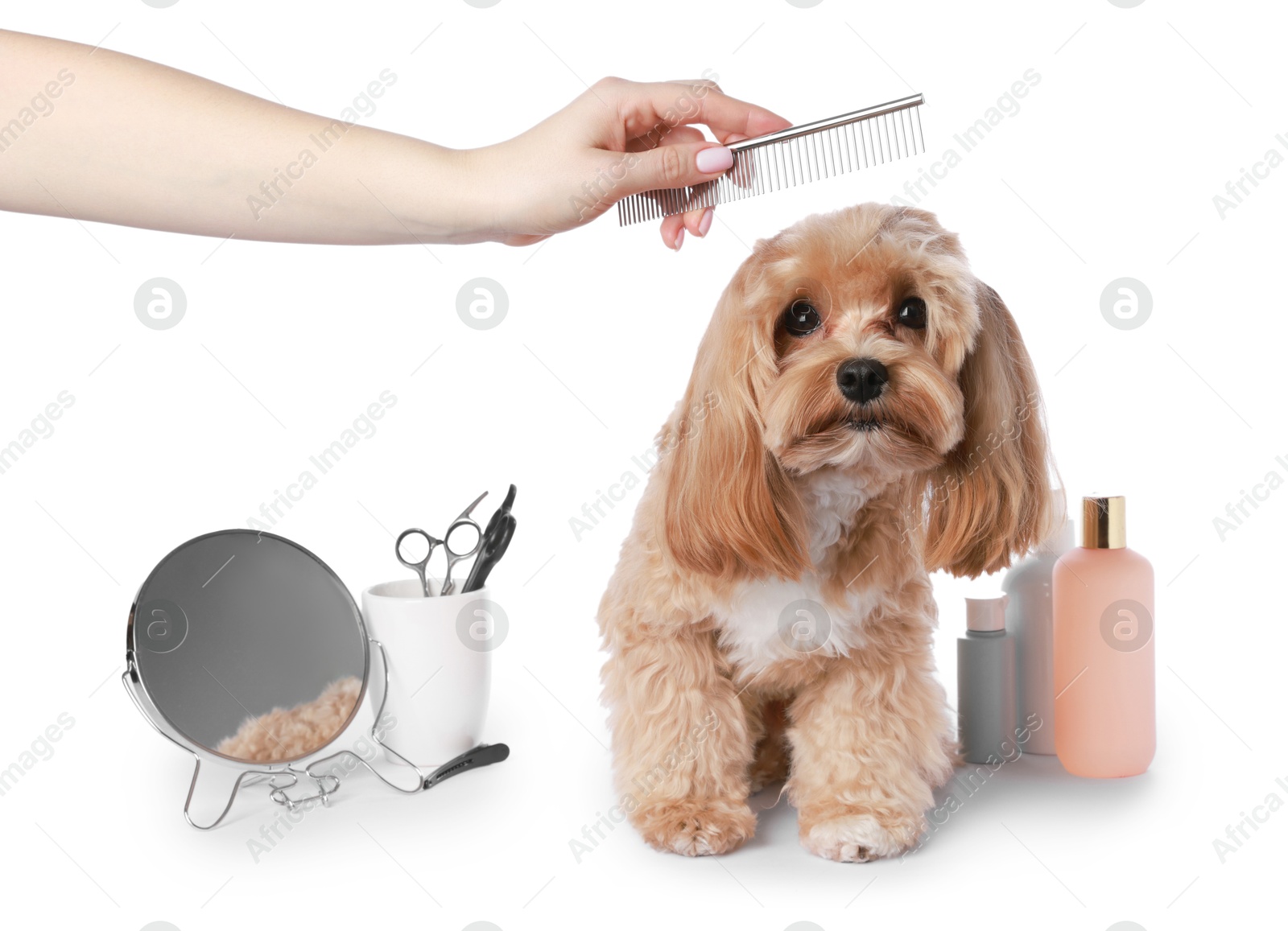 Photo of Woman brushing cute dog with comb on white background, closeup. Pet grooming