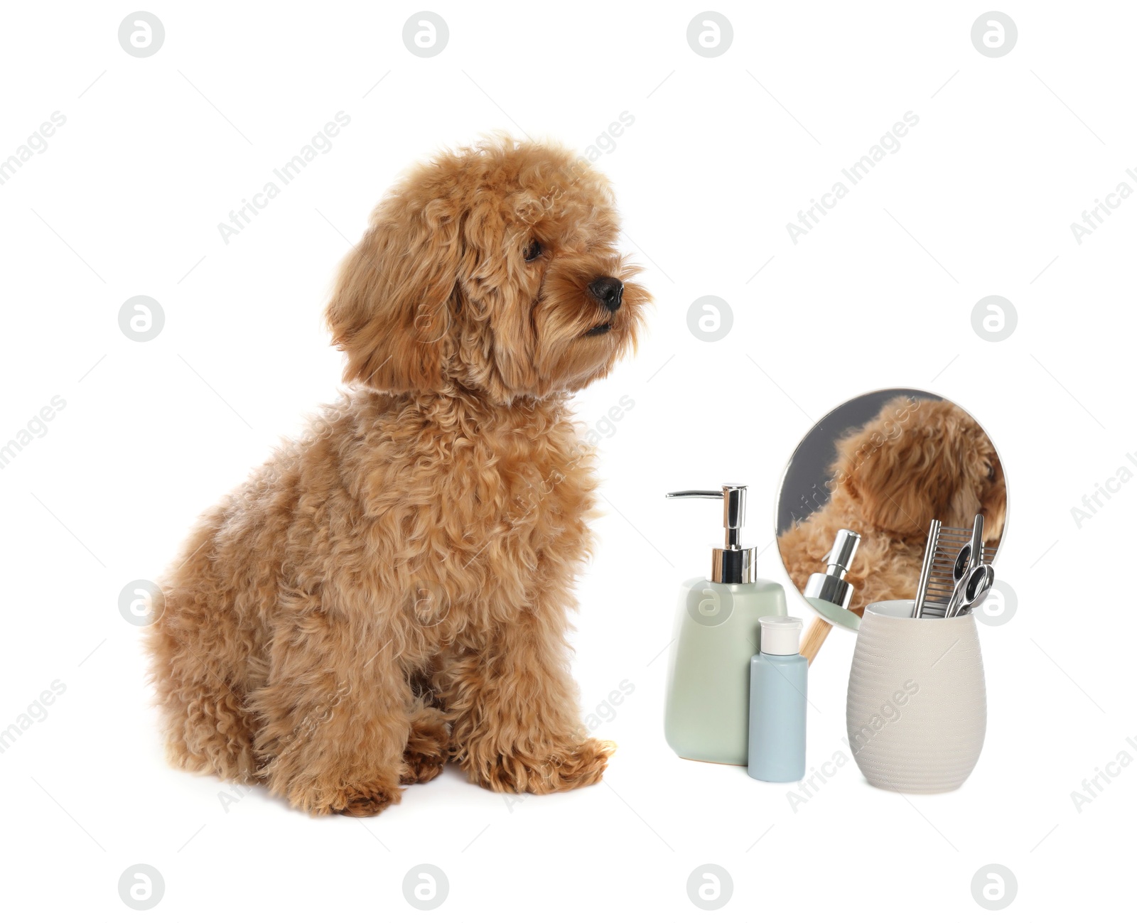 Photo of Cute fluffy dog, grooming tools and cosmetic products on white background