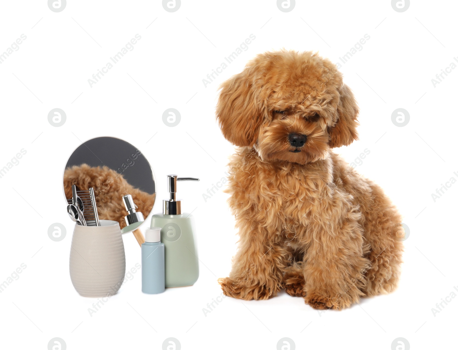 Photo of Cute fluffy dog, grooming tools and cosmetic products on white background