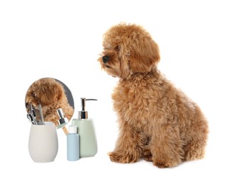 Photo of Cute fluffy dog, grooming tools and cosmetic products on white background