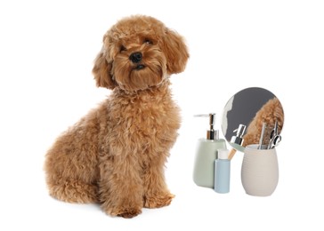 Photo of Cute fluffy dog, grooming tools and cosmetic products on white background