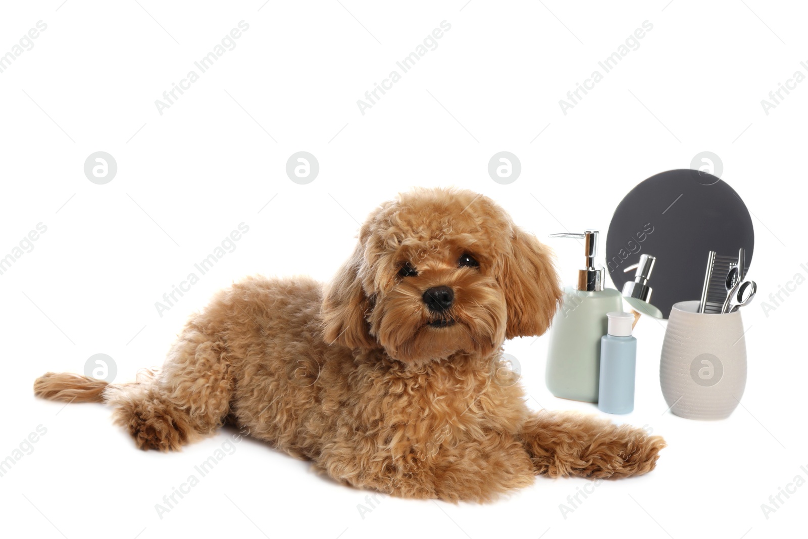 Photo of Cute fluffy dog, grooming tools and cosmetic products on white background