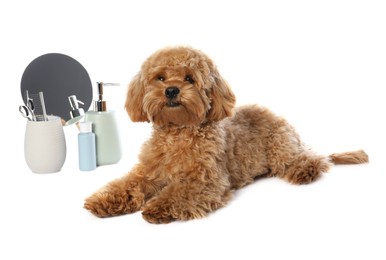 Photo of Cute fluffy dog, grooming tools and cosmetic products on white background