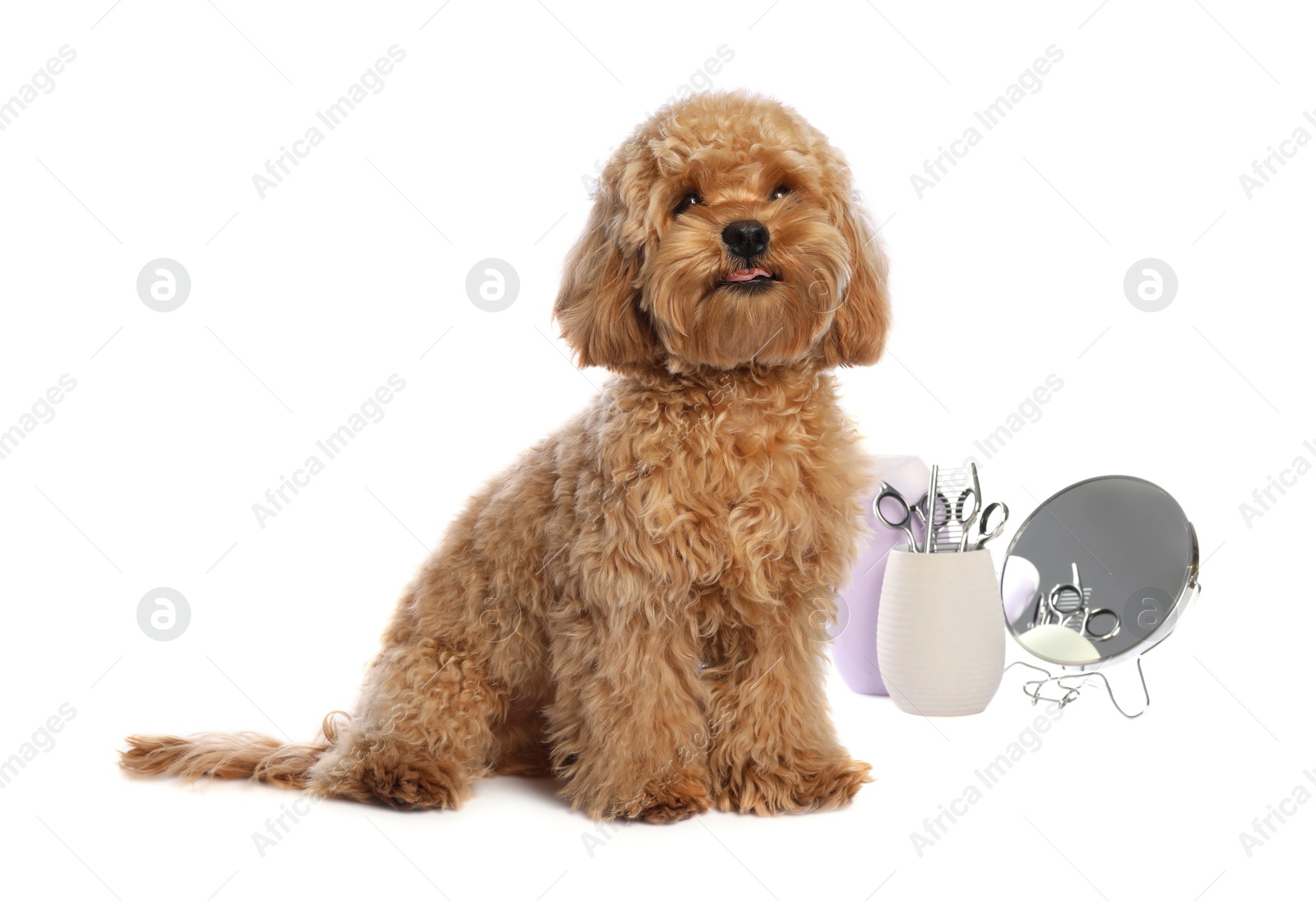 Photo of Cute fluffy dog, grooming tools and cosmetic product on white background