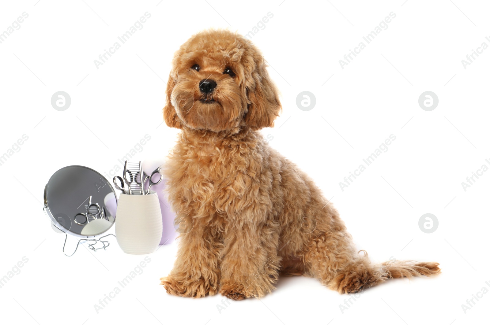 Photo of Cute fluffy dog, grooming tools and cosmetic product on white background