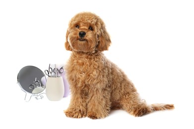 Photo of Cute fluffy dog, grooming tools and cosmetic product on white background