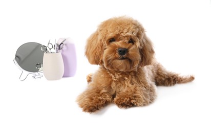 Photo of Cute fluffy dog, grooming tools and cosmetic product on white background