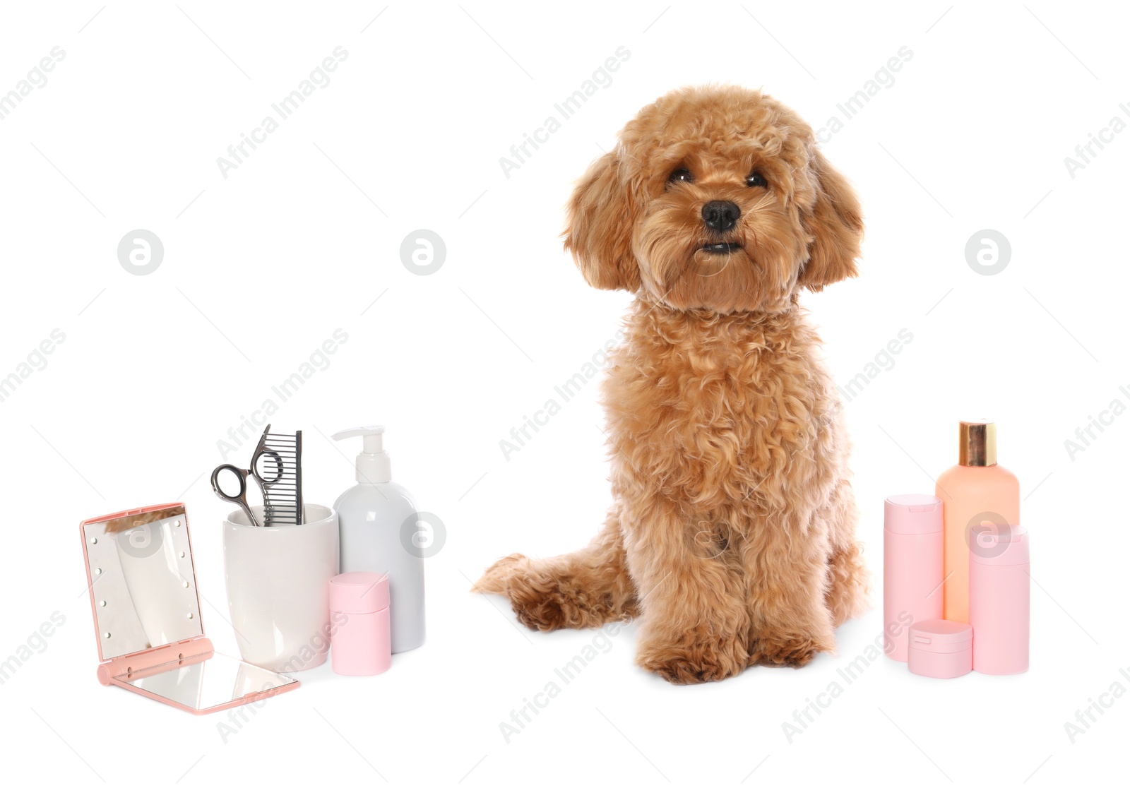 Photo of Cute fluffy dog, grooming tools and cosmetic products on white background