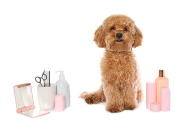 Photo of Cute fluffy dog, grooming tools and cosmetic products on white background