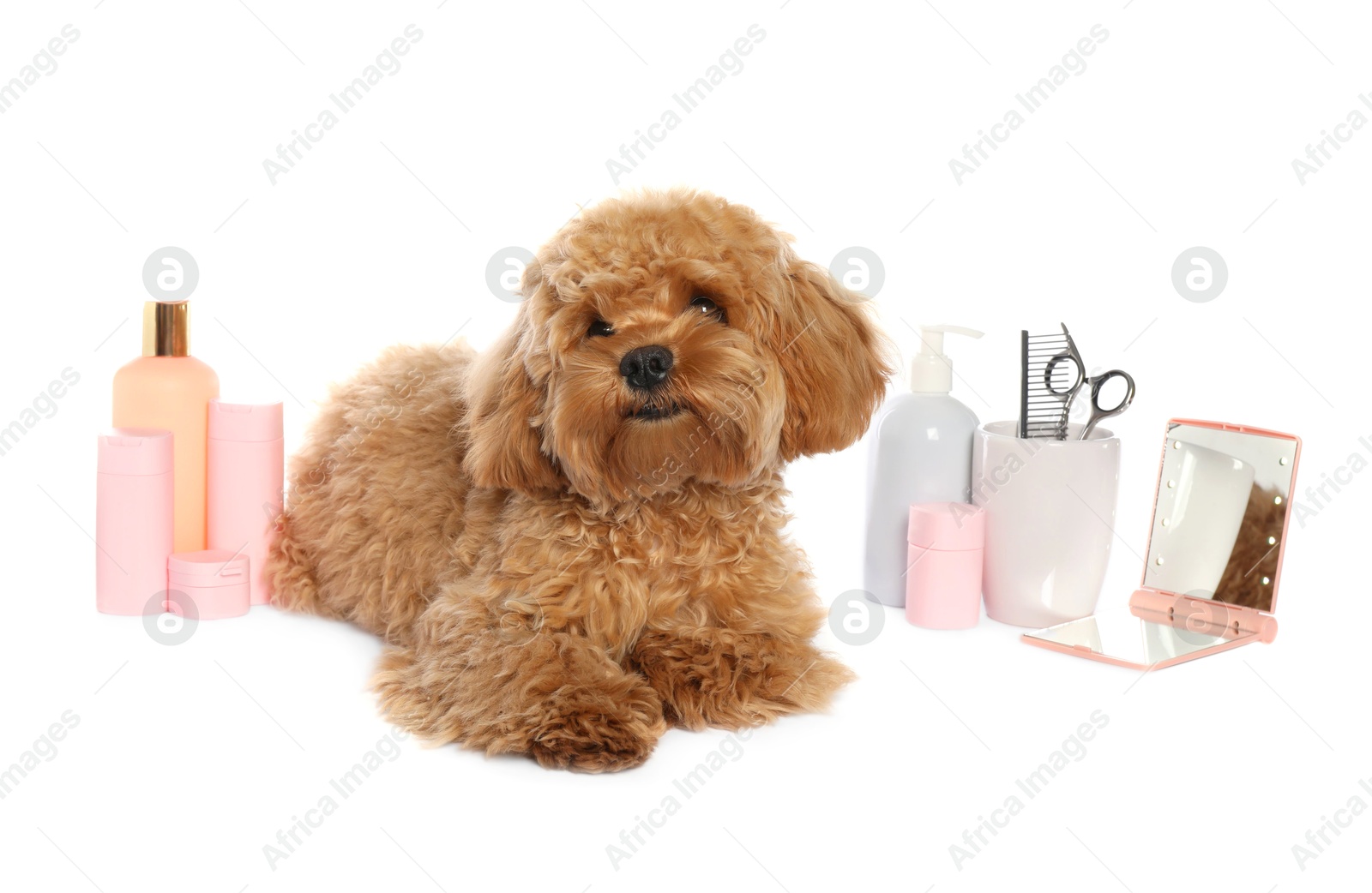 Photo of Cute fluffy dog, grooming tools and cosmetic products on white background