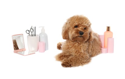 Photo of Cute fluffy dog, grooming tools and cosmetic products on white background