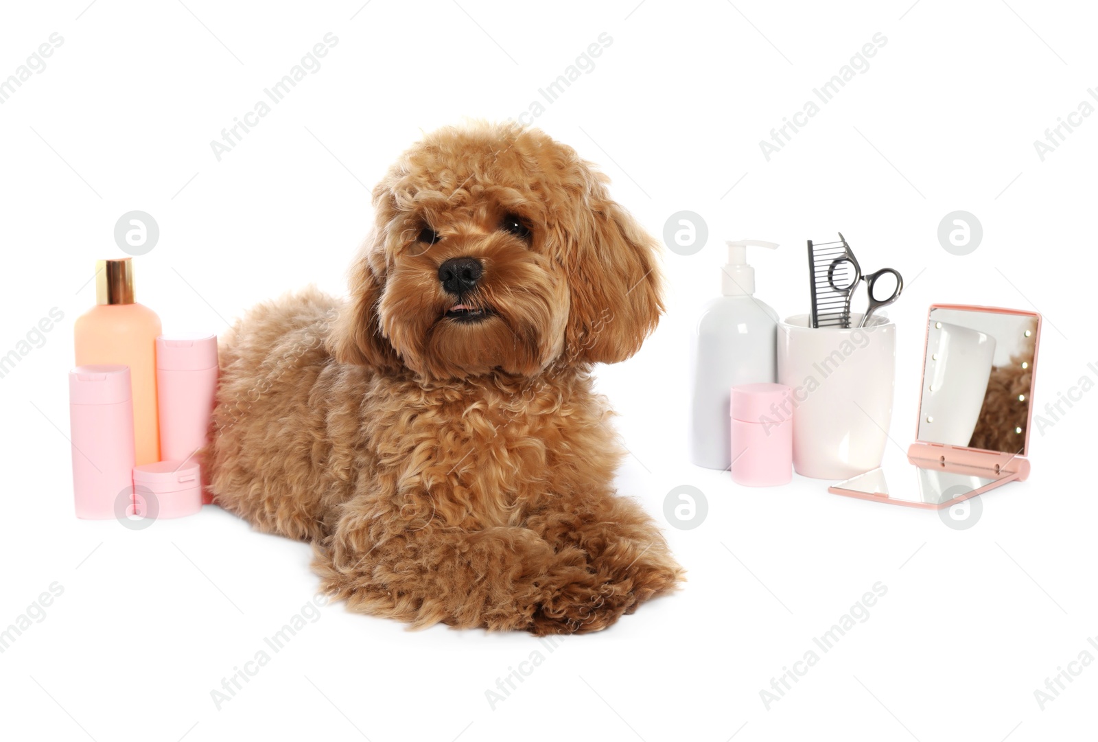 Photo of Cute fluffy dog, grooming tools and cosmetic products on white background