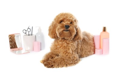 Photo of Cute fluffy dog, grooming tools and cosmetic products on white background