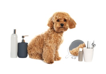 Photo of Cute fluffy dog, grooming tools and cosmetic products on white background