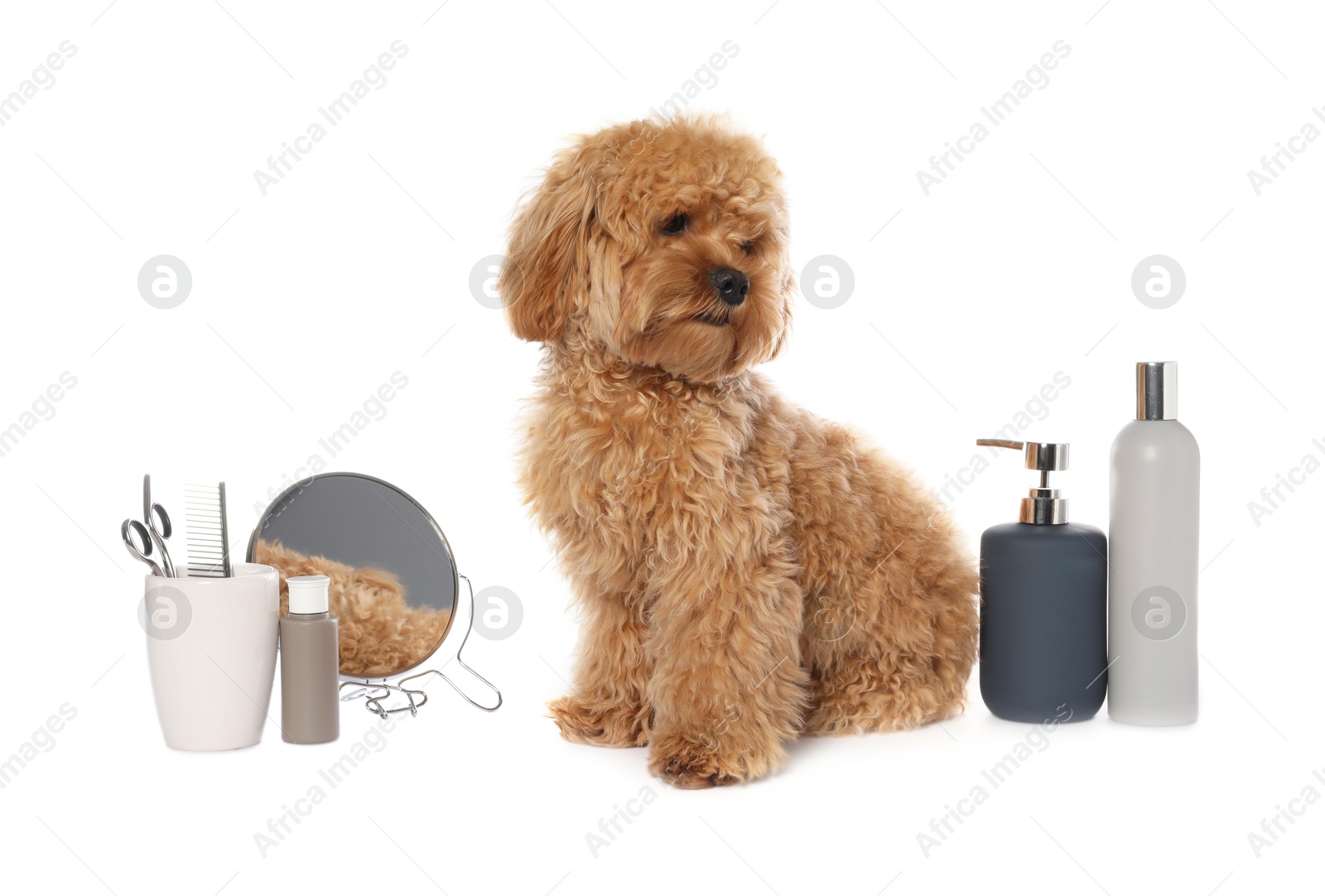 Photo of Cute fluffy dog, grooming tools and cosmetic products on white background