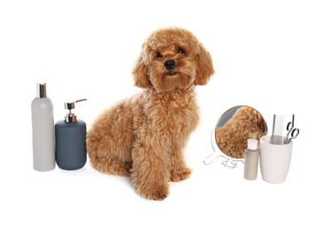 Photo of Cute fluffy dog, grooming tools and cosmetic products on white background