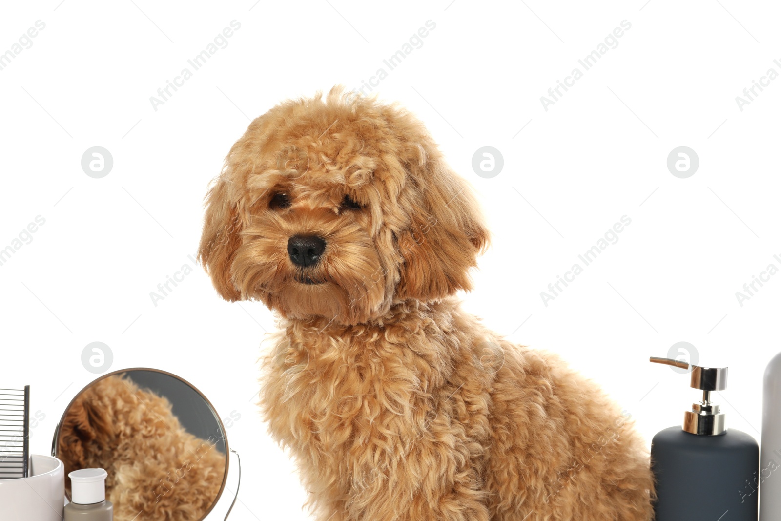 Photo of Cute fluffy dog, grooming tools and cosmetic products on white background