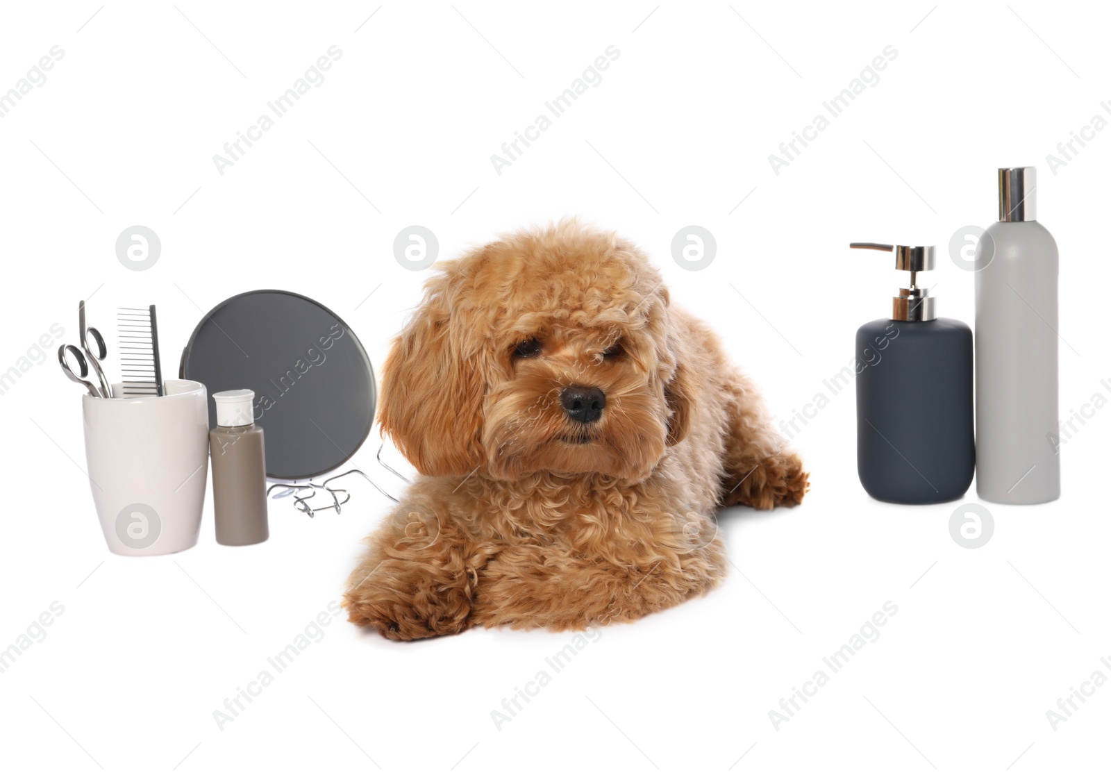 Photo of Cute fluffy dog, grooming tools and cosmetic products on white background