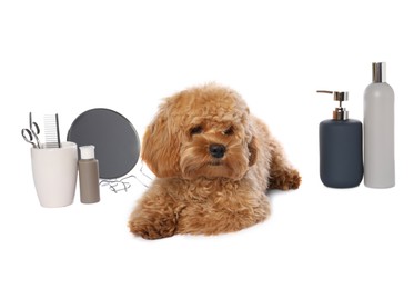 Photo of Cute fluffy dog, grooming tools and cosmetic products on white background