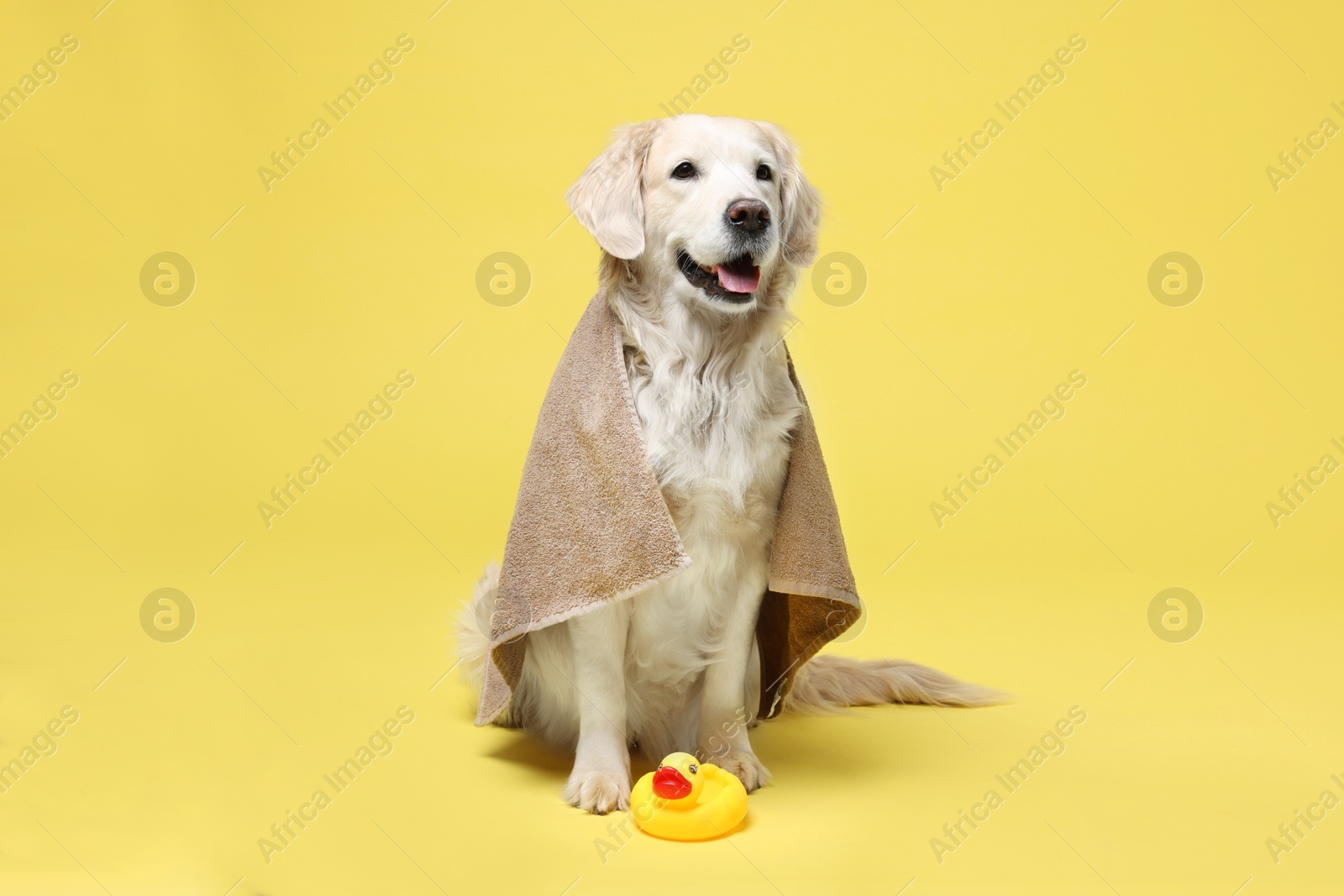 Photo of Cute funny dog wrapped in towel and toy duck on yellow background