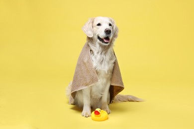 Photo of Cute funny dog wrapped in towel and toy duck on yellow background