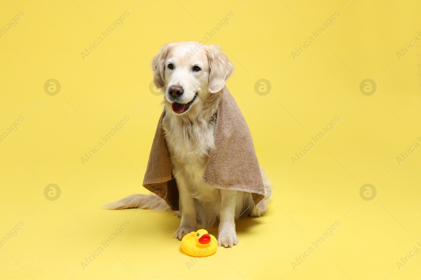 Photo of Cute funny dog wrapped in towel and toy duck on yellow background