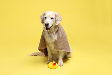 Photo of Cute funny dog wrapped in towel and toy duck on yellow background