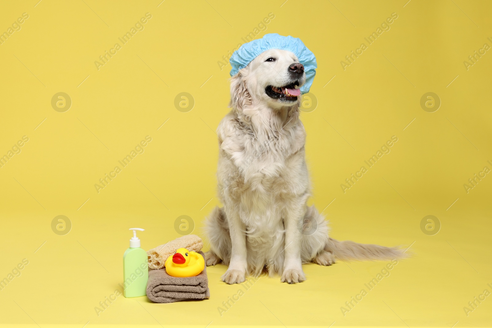 Photo of Cute dog with shower cap and other bath accessories on yellow background