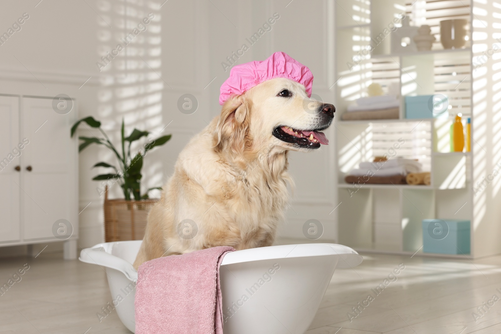 Photo of Cute dog with shower cap and towel in small bathtub at home