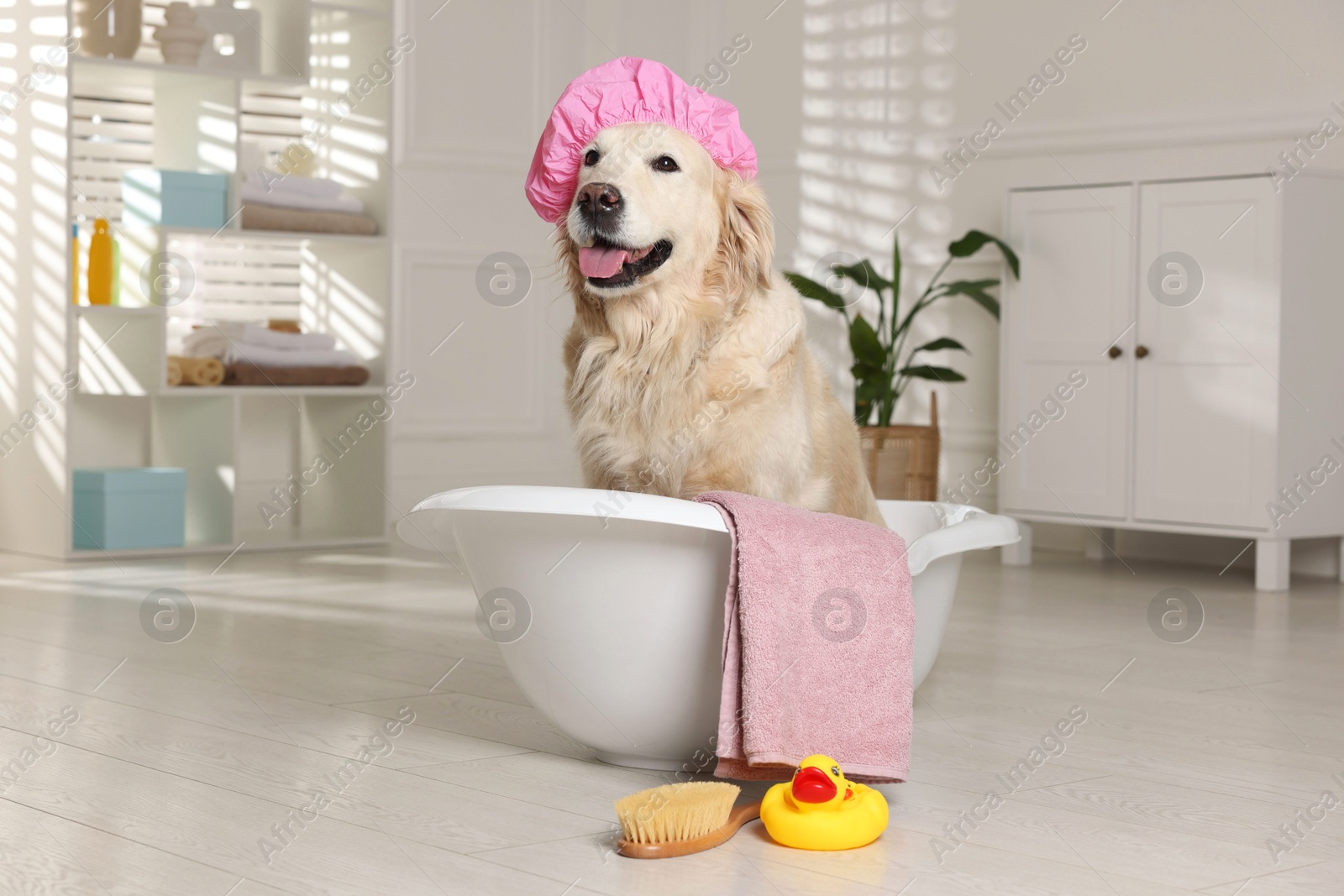 Photo of Cute dog with shower cap in small bathtub and bath accessories at home