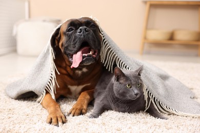 Photo of Cute dog and cat under blanket lying on floor at home