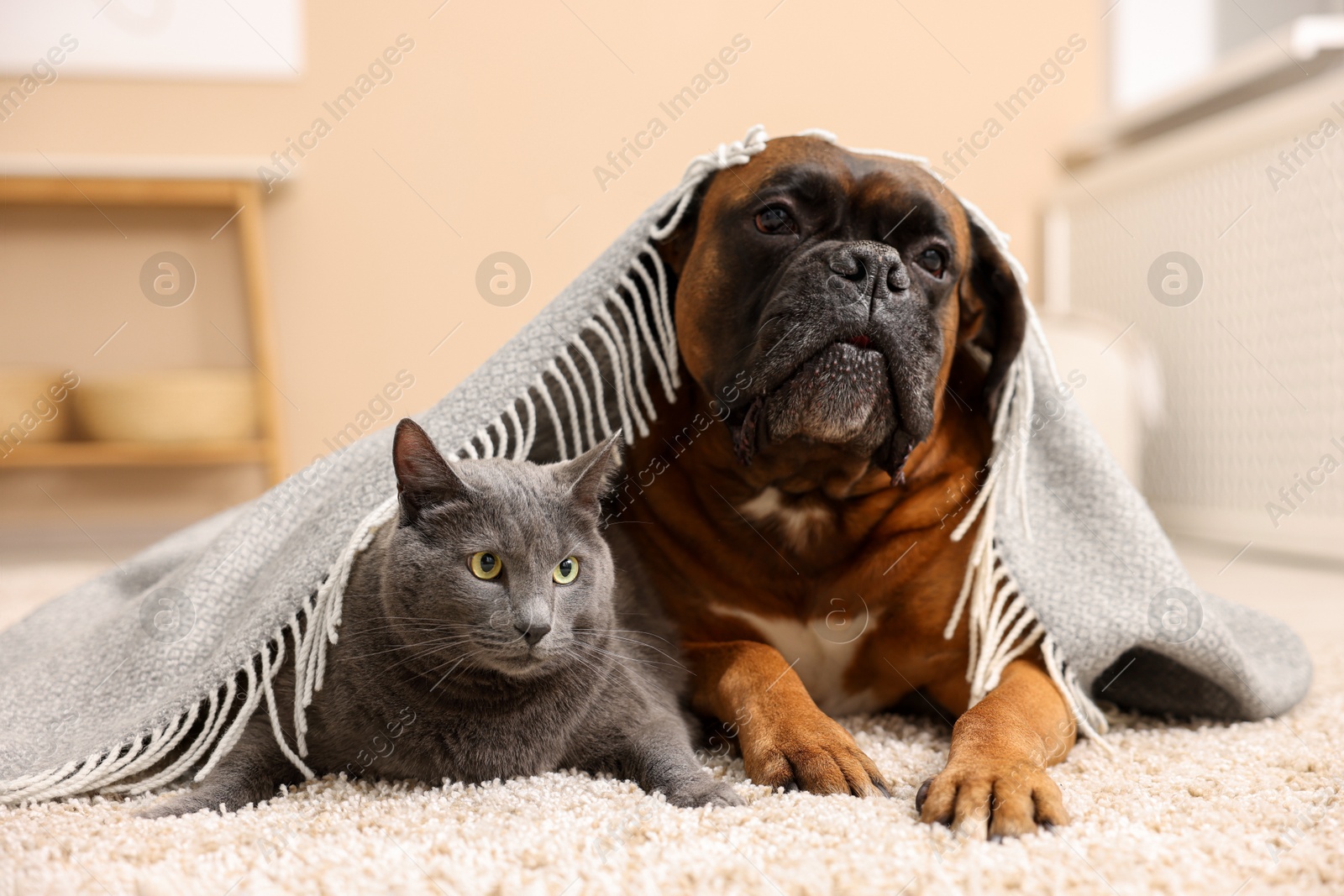 Photo of Cute dog and cat under blanket lying on floor at home