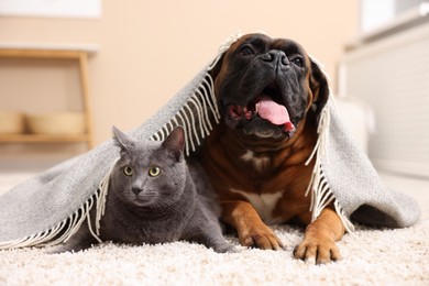 Photo of Cute dog and cat under blanket lying on floor at home