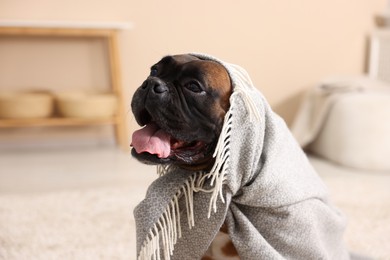 Photo of Cute dog wrapped in blanket lying on floor at home