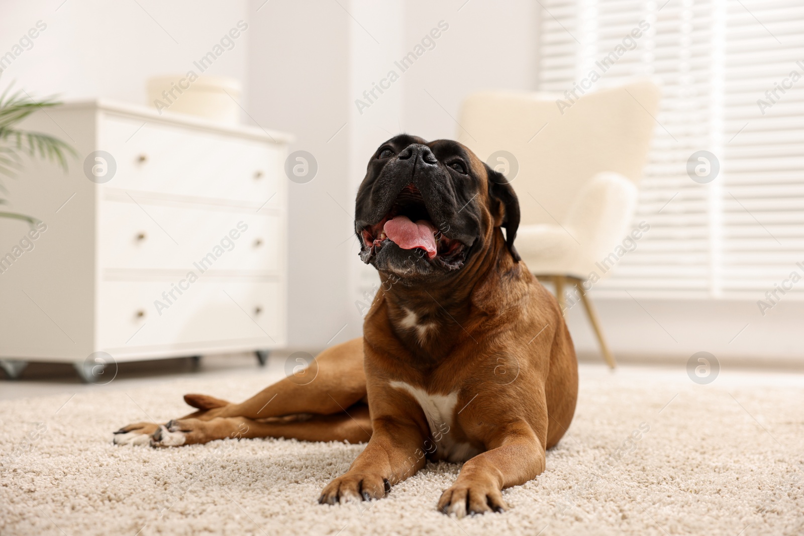 Photo of Cute dog lying on floor at home