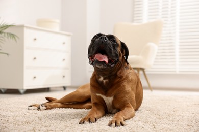 Cute dog lying on floor at home