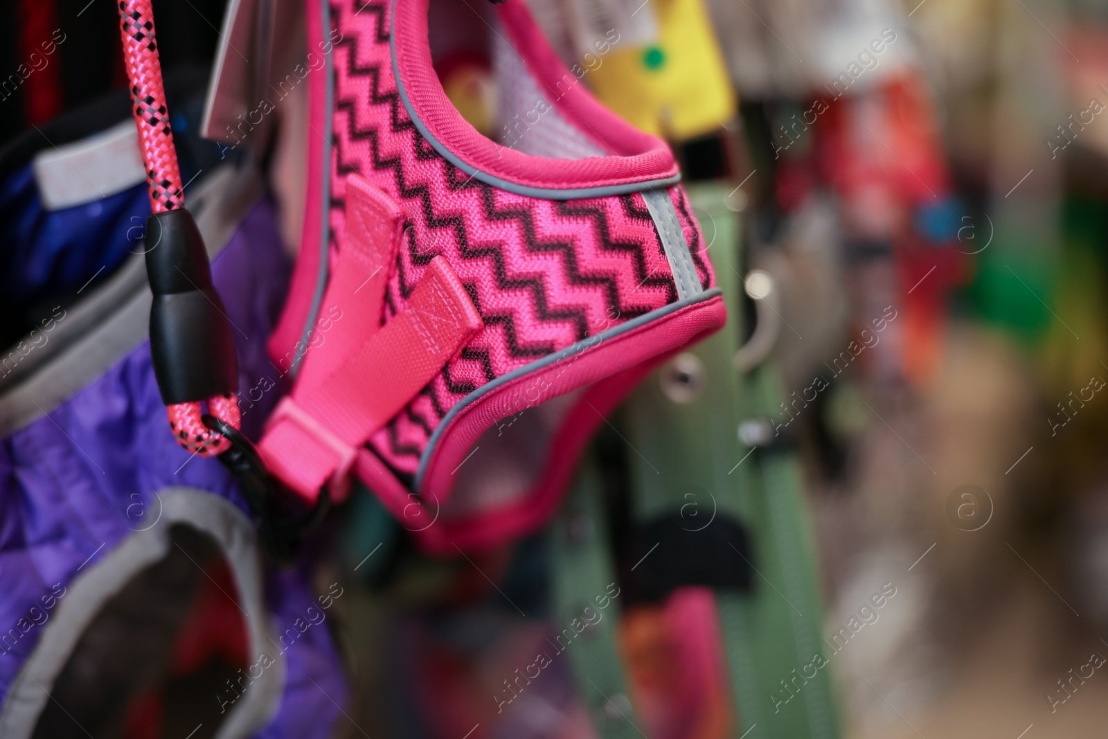 Photo of Different leashes on display in pet shop, closeup