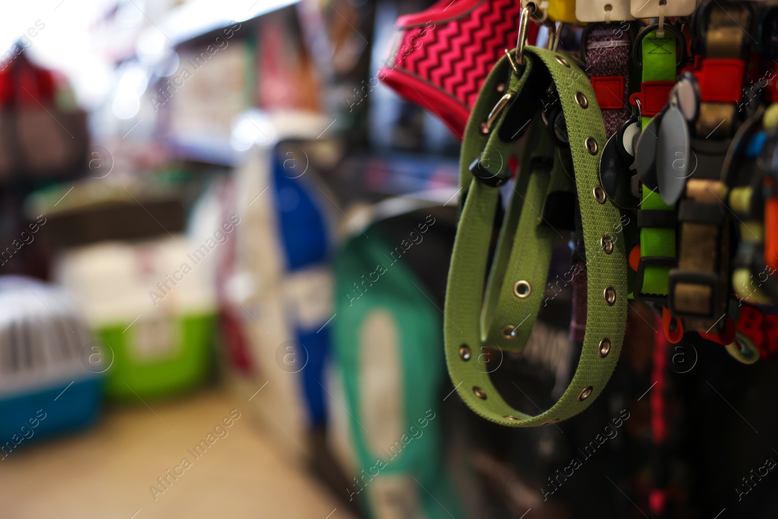 Photo of Different leashes on display in pet shop, closeup. Space for text