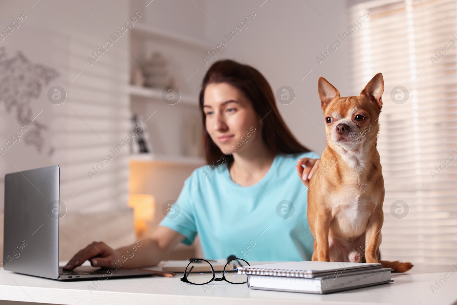 Photo of Young woman with her cute dog working on laptop at desk in home office, selective focus