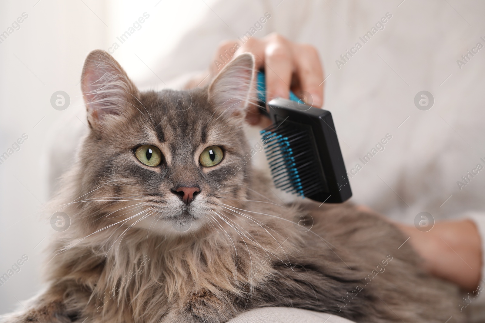 Photo of Woman brushing her cute cat indoors, closeup